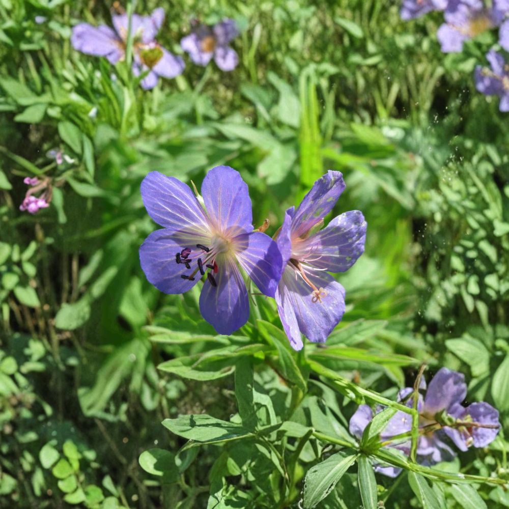 Geranium Pratense Seeds - 15+ Meadow Cranesbill Flower Seeds - Blue Violet Perennial Blooms - Pollinator Friendly Plant