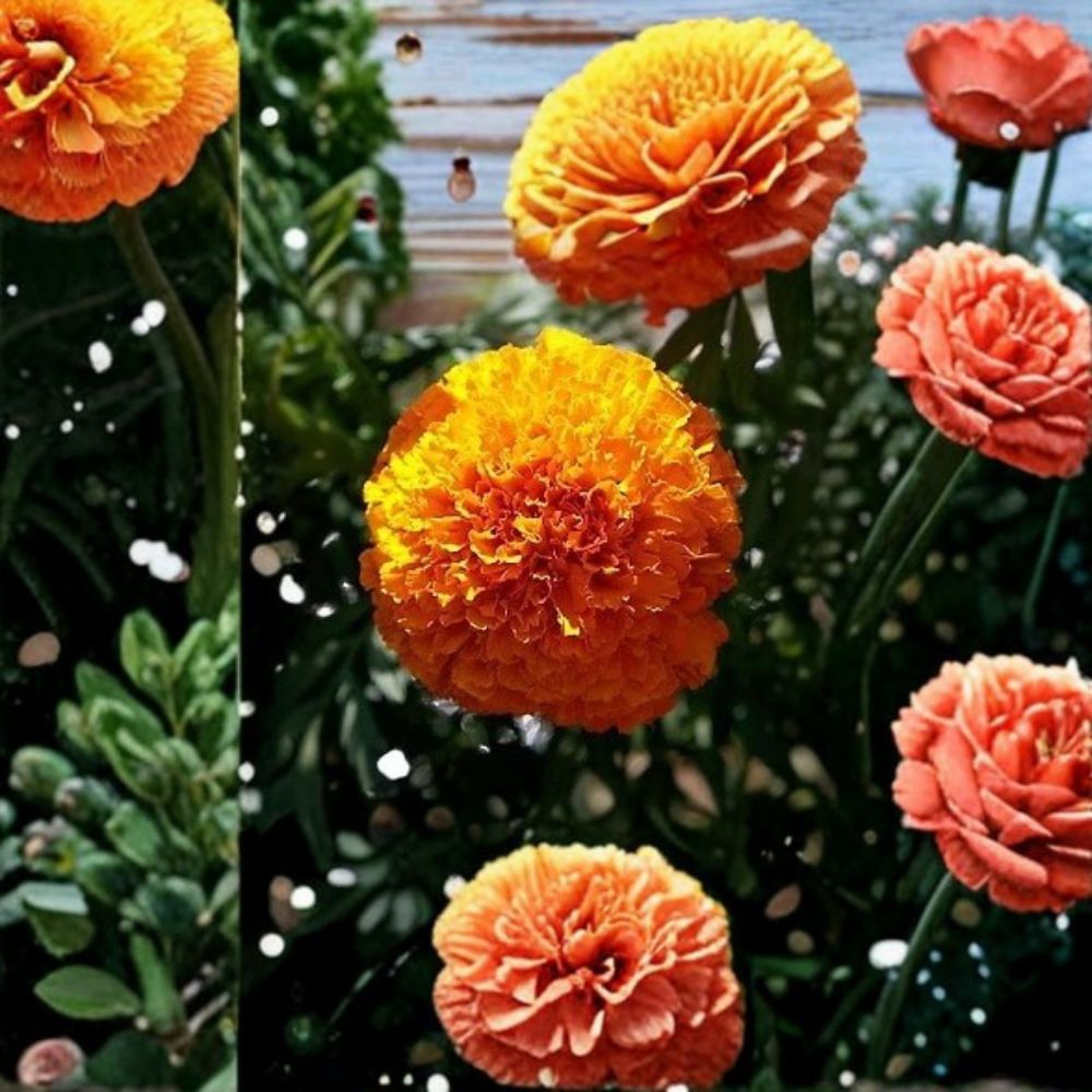 Marigold Seeds 250 Count Coco Orange Deep Tagetes erecta Tall African Weather Resistant Easy to Grow Cut Flowers