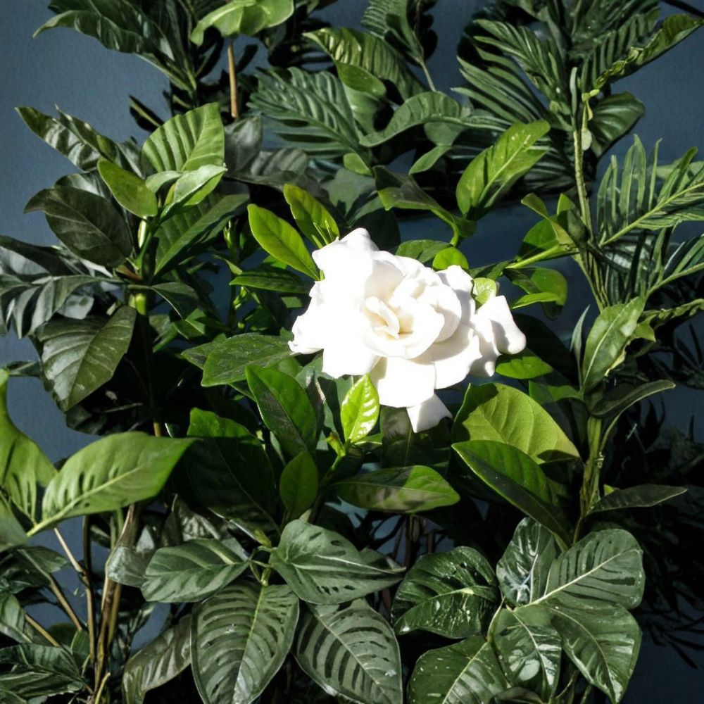 Heirloom White Gardenia Plant | 1 Ft Bare Root Shrub | Fragrant Cape Jasmine | Gardenia jasminoides
