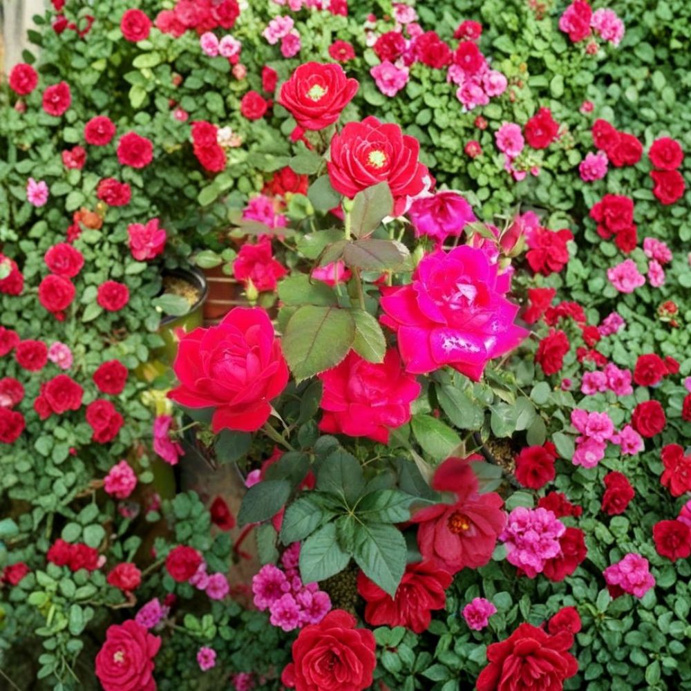Double Knock Out® Red Rose Bush - 3 Gallon Live Plant | Rosa 'Double Knock Out' | Disease Resistant | Vibrant Double Red Blooms