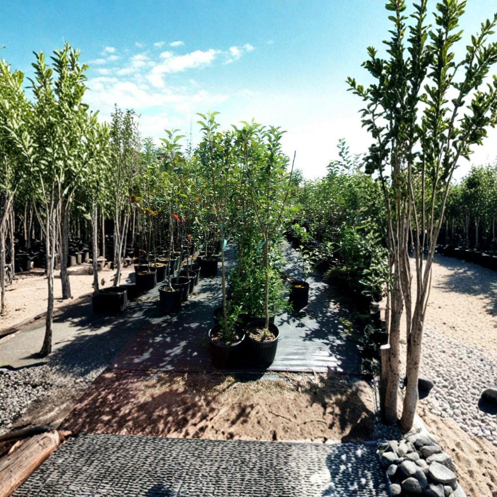 York Apple Tree Live Plant | Sweet Juicy Variety | Malus domestica | Easy to Grow | Orchard Favorite