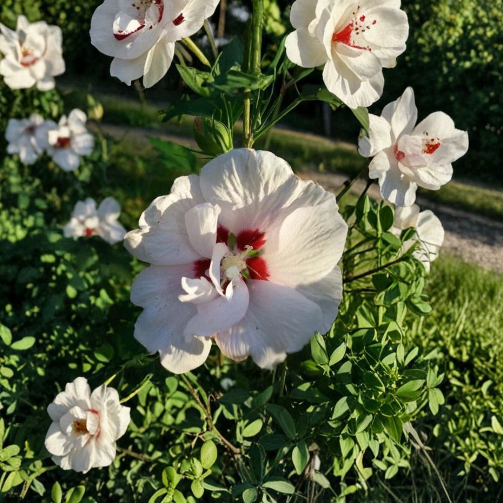 Double White Althea Rose of Sharon Plant | 1 Gallon | Hibiscus syriacus | Hardy Flowering Shrub with Double White Blooms