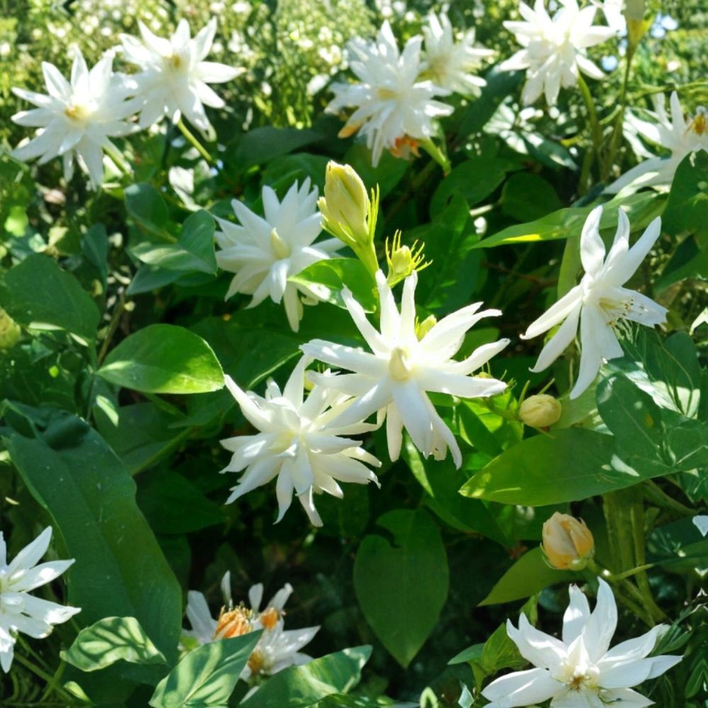 Belle of India Jasmine Plant | Rooted Starter in Pot | Double White Fragrant Blooms | Jasminum sambac