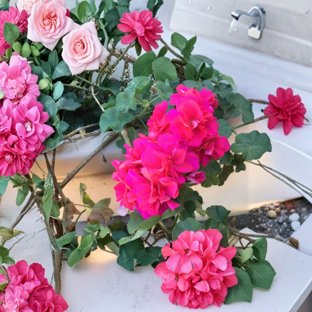 Ivy Geranium Cuttings - 6 Pelargonium Starter Cuttings, Salmon Pink Double, Trailing Geranium, Pelargonium peltatum