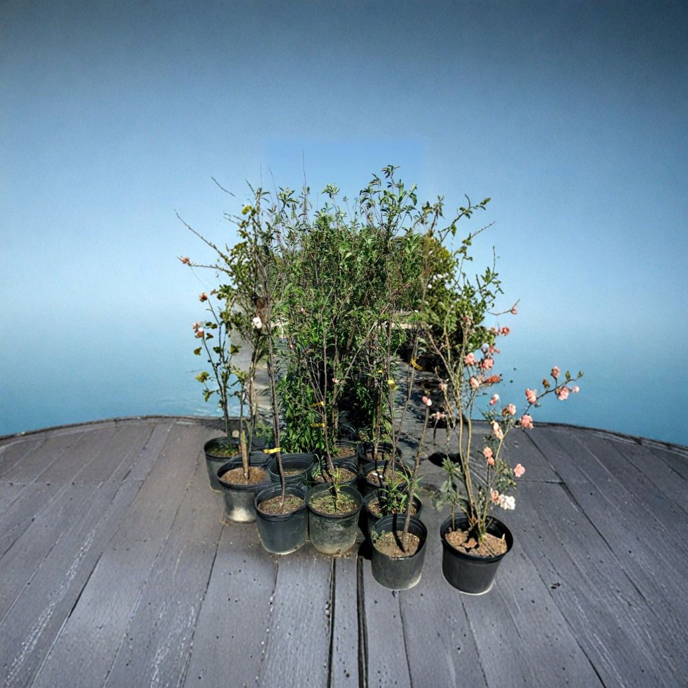 AU Rubrum Plum Tree | 4-6 Feet Live Plant | Sweet Red Plums | Prunus salicina | Early Season Producer | Easy to Grow