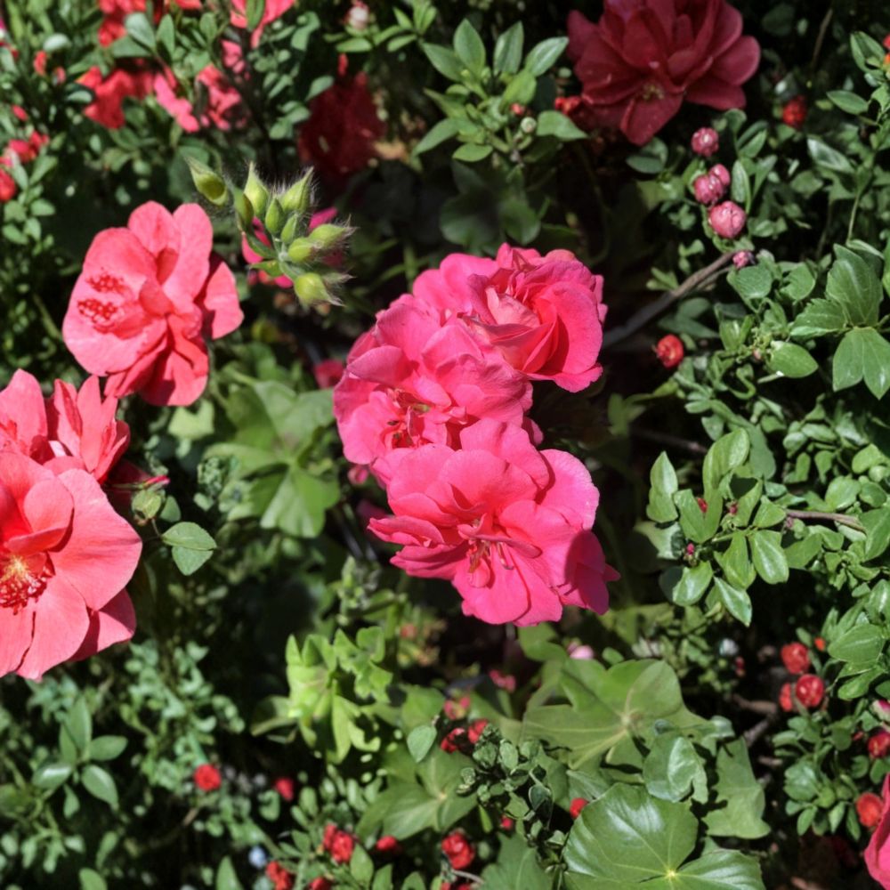 Ivy Geranium Cuttings - 8 Assorted Pelargonium peltatum for Rooting | Trailing Flowers | Perfect for Hanging Baskets