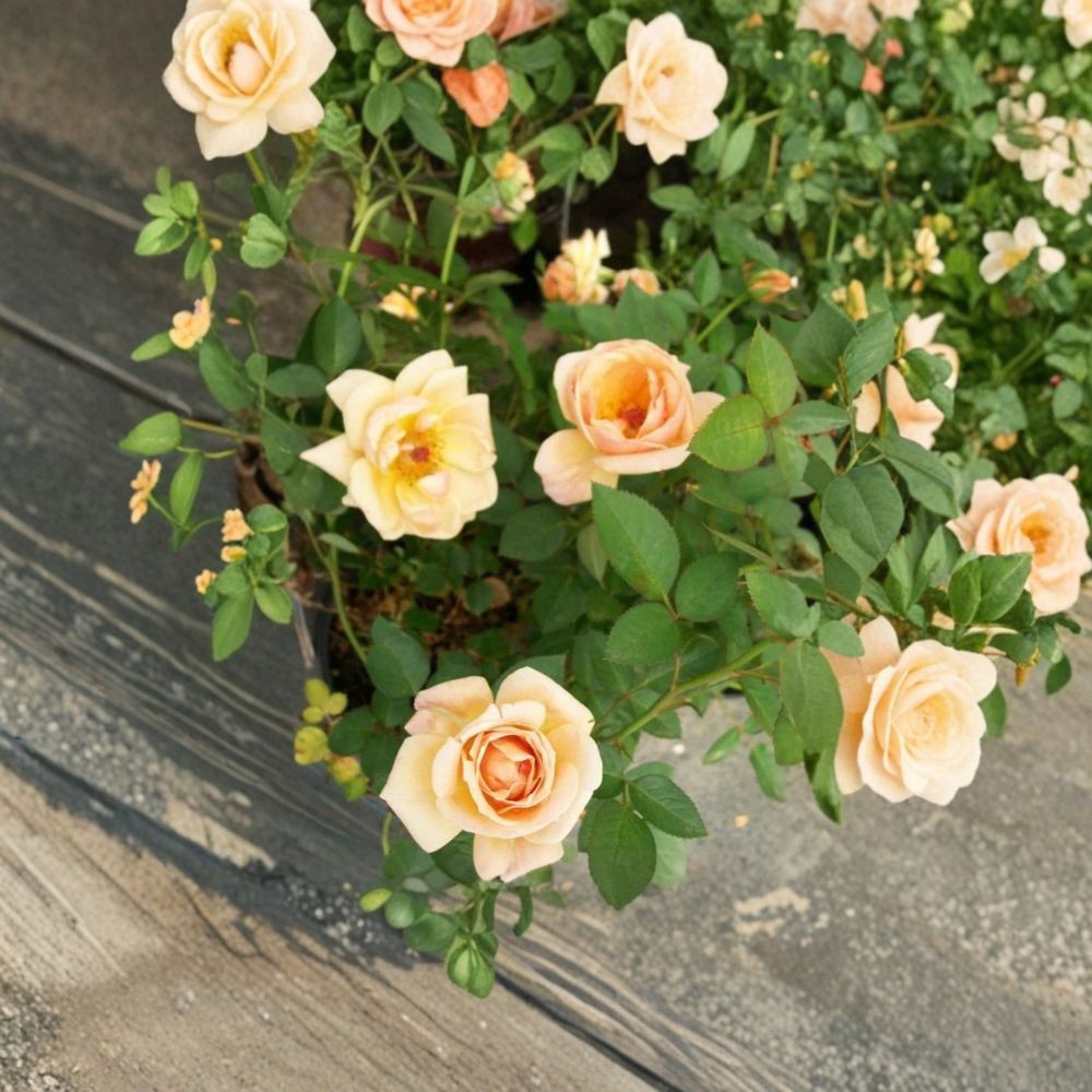 Southern Peach Apricot Rose Bush Plant | 5 Gallon | Miniature Rose Shrub | Rosa 'Southern Peach Apricot' | Yellow Blooms