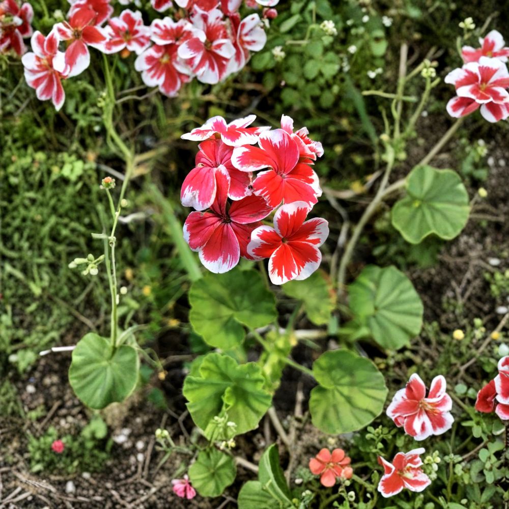 Rare Red & White Pelargonium Geranium Cutting – 6 Inch Live Starter | Hardy Flowering Plant | Pelargonium x hortorum