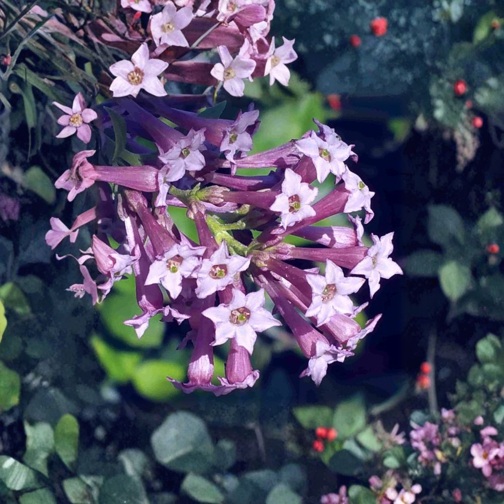 Purple Cestrum Live Plant | 8-12 Inches | Day Blooming Jasmine | Cestrum purpureum | Lilac Purple Flowers | Fast Growing Shrub