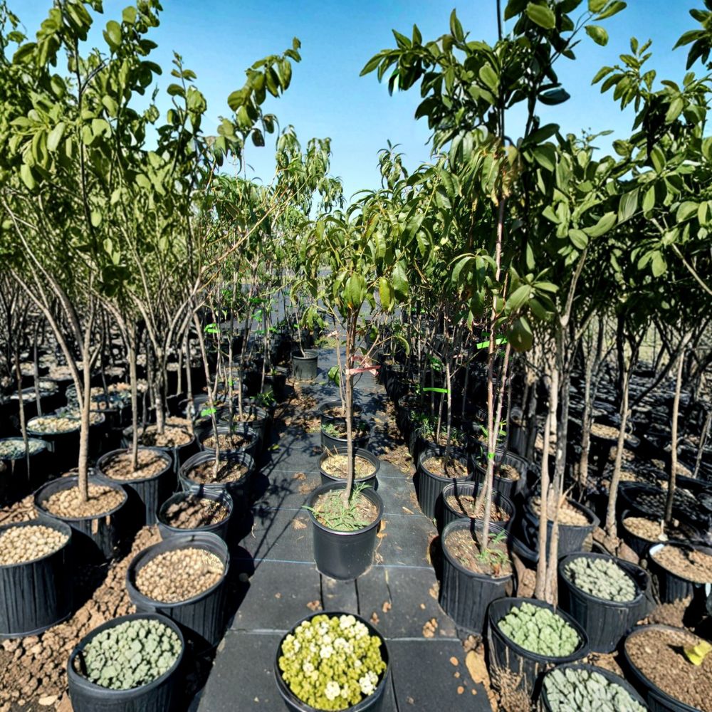 August Lady Peach Tree 4-6 Feet Live Fruit Tree Prunus persica Sweet Juicy Freestone Peaches Cold Hardy Edible Garden