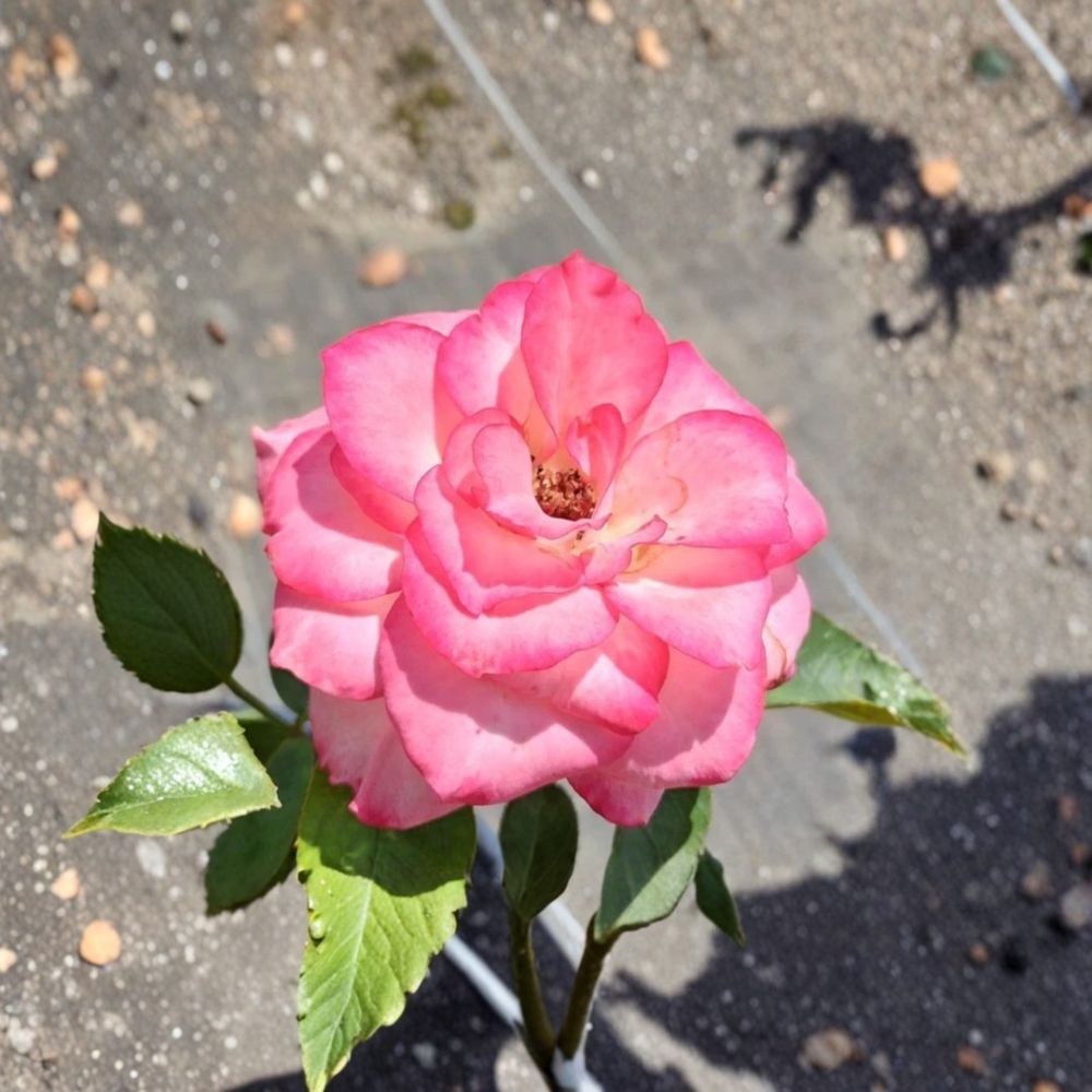 Nicole Floribunda Rose Bush | 5 Gallon | White & Pink Blooms | Rosa Floribunda 'Nicole' | Everblooming Garden Plant