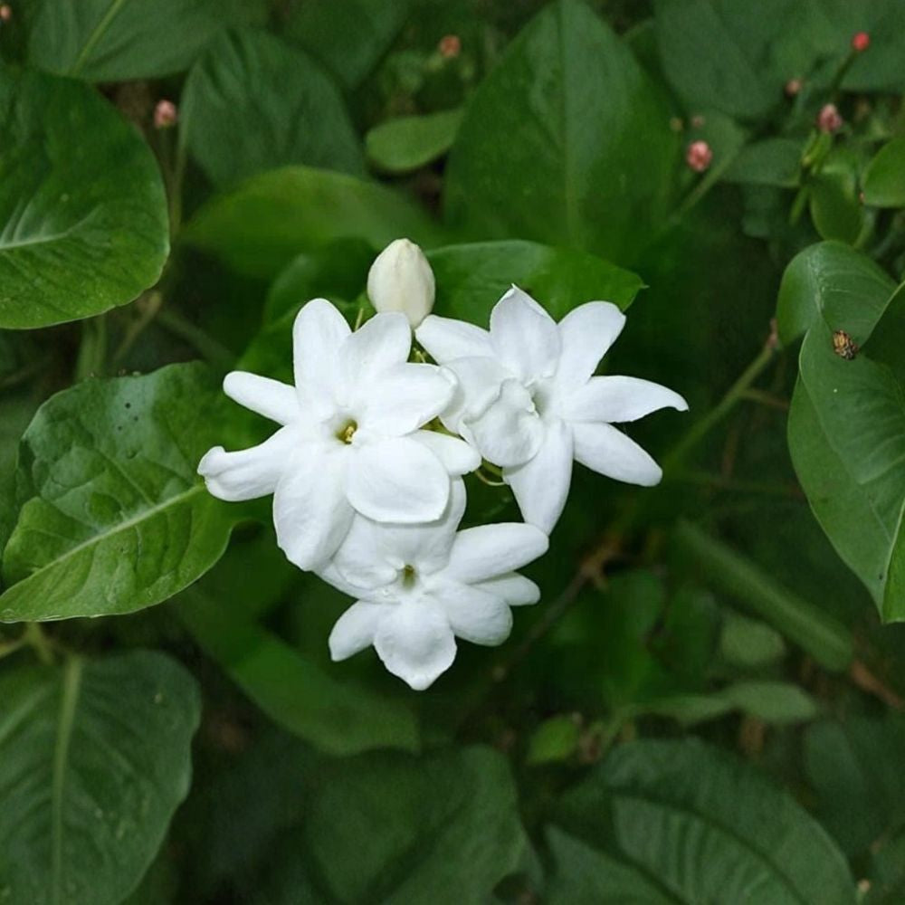 Maid of Orleans Jasmine Live Plant | 2–8 Inches | Extremely Fragrant White Blooms | Jasminum sambac Rooted Starter Plant