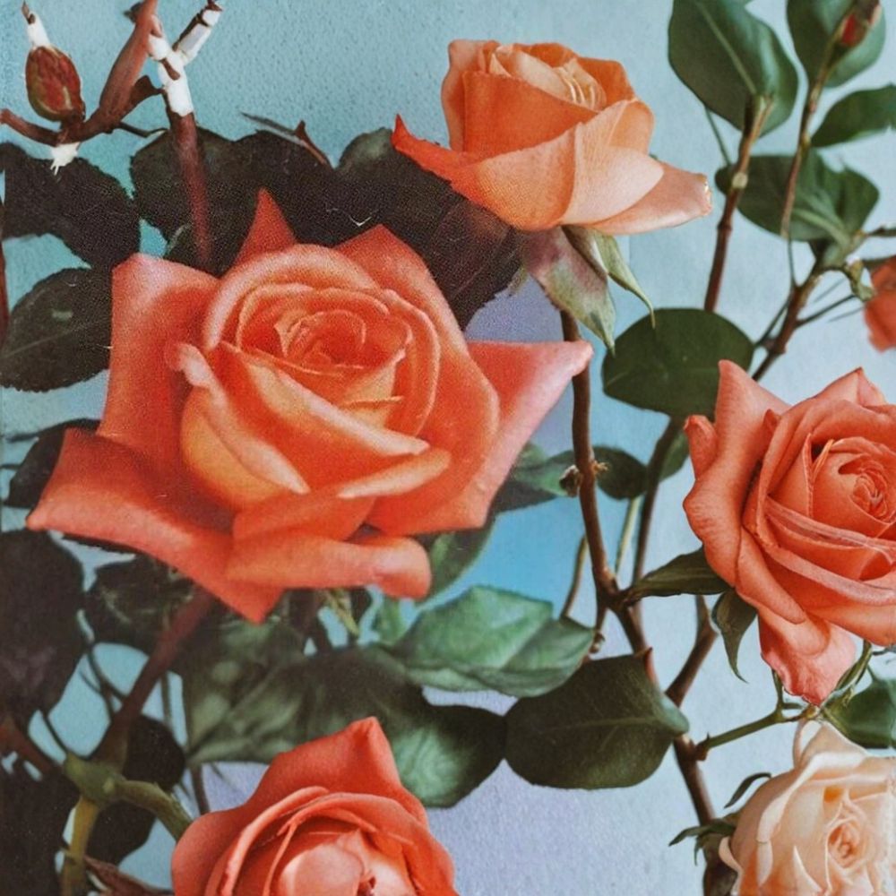 Shreveport Hybrid Tea Rose Plant | 5 Gallon Orange Blooming Shrub | Rosa Hybrid Tea 'Shreveport' | Easy Care Garden Rose
