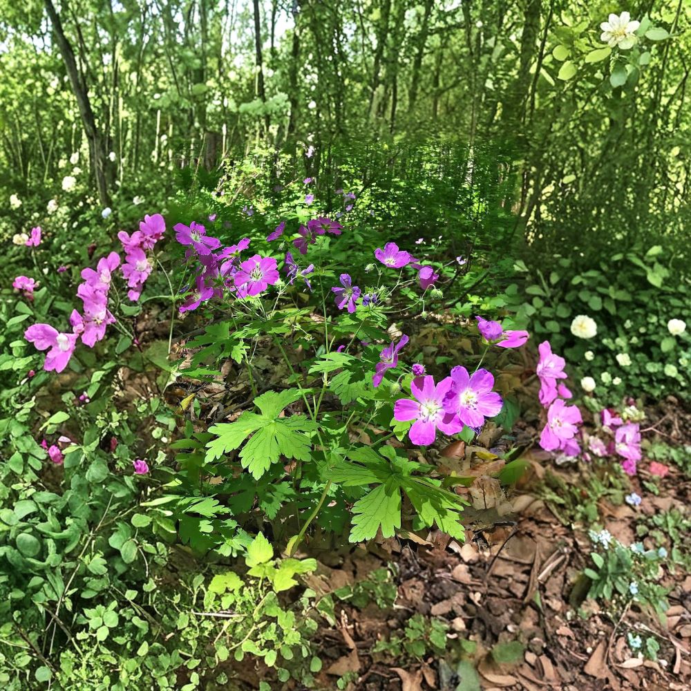 Wild Geranium Root Divisions – 5 Hardy Perennial Plants with Purple Blooms – Geranium maculatum – Shade & Sun Friendly