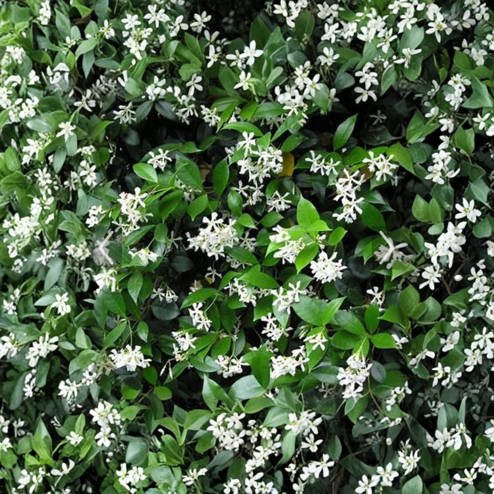 Confederate Jasmine Cuttings 55 Pack Unrooted 6-12 Inch Vines Trachelospermum jasminoides Fragrant Climbing Plant Propagation