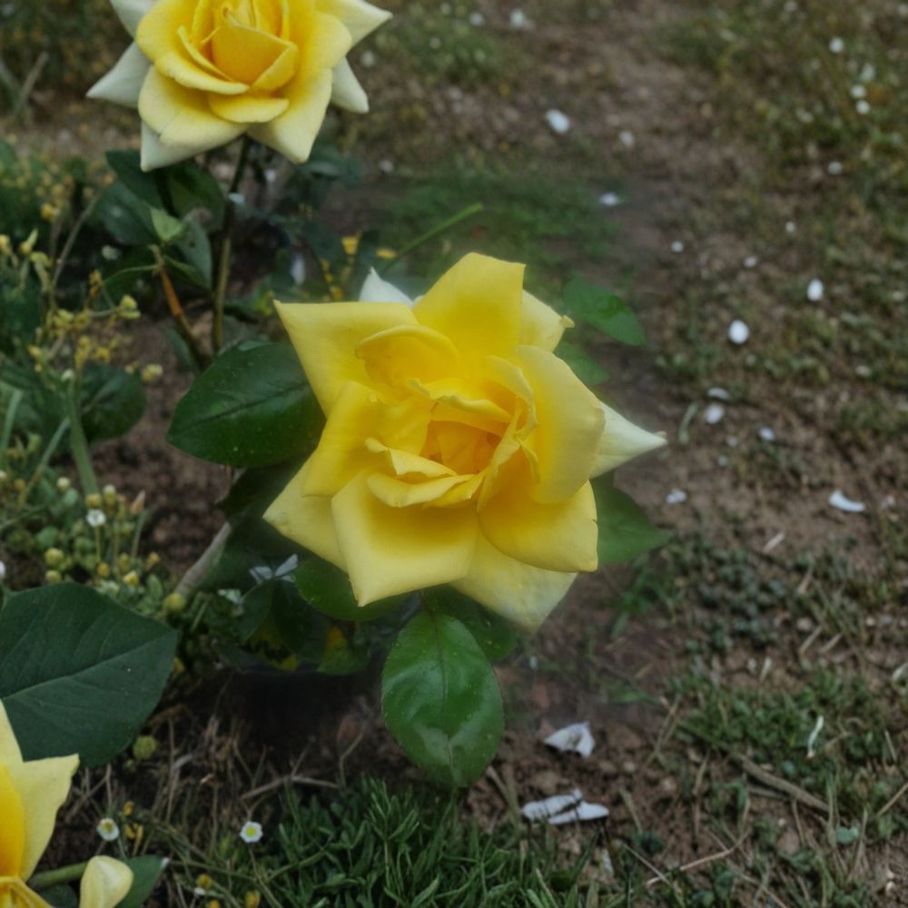 Oregold Grandiflora Rose Bush | 3 Gallon | Bright Yellow Blooms | Rosa Grandiflora 'Oregold' | Easy Care Flowering Shrub