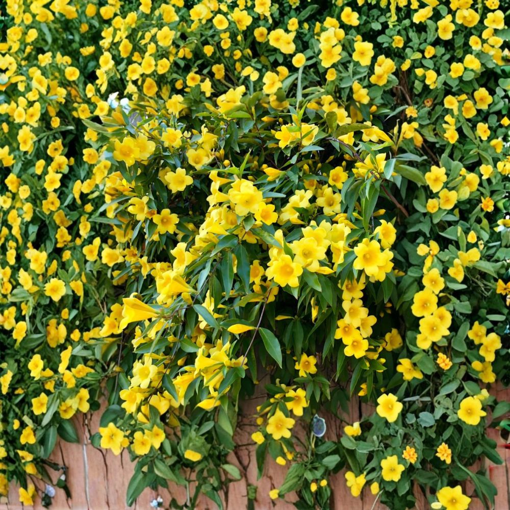 Carolina Jasmine Live Plant | 4–6 Inch Starter Vine | Fragrant Yellow Flowers | Gelsemium sempervirens | Outdoor Climbing Plant