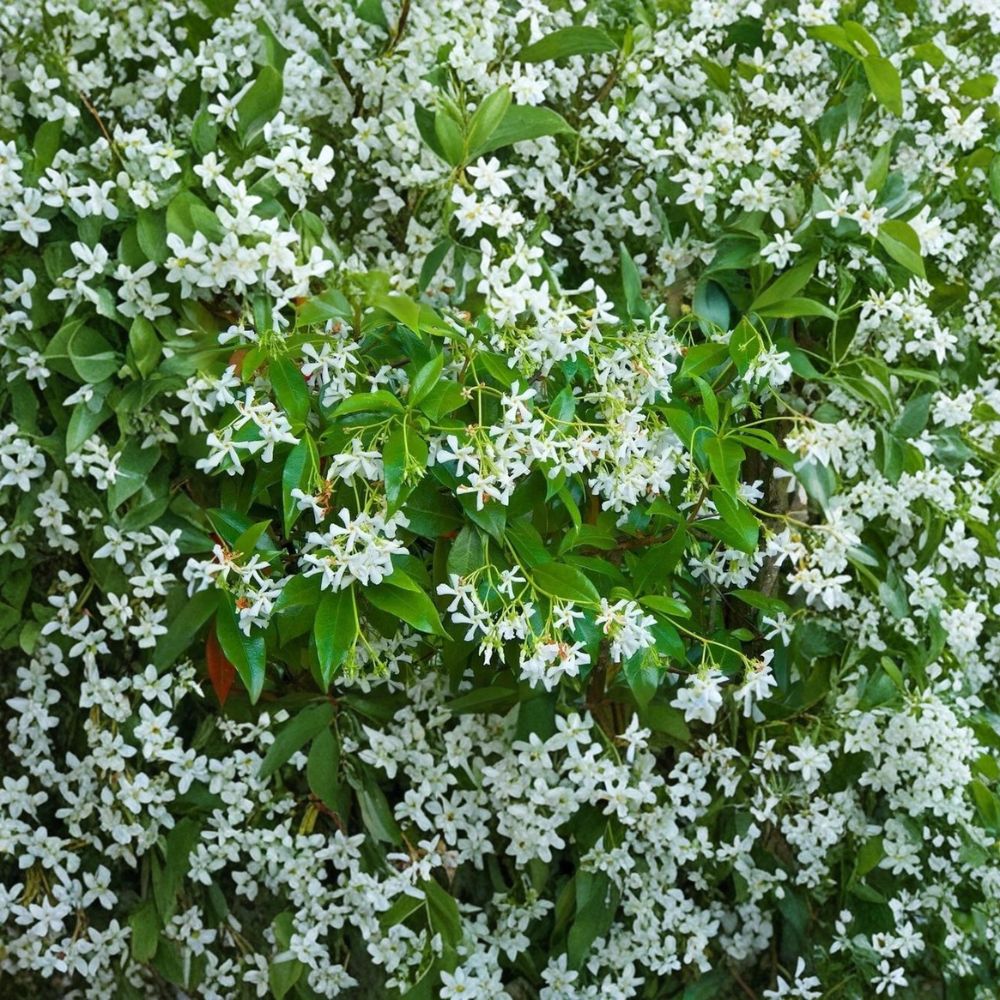 Rare Star Jasmine Cuttings - 5 Unrooted Fragrant Vines - Trachelospermum jasminoides - Perfect for Propagation