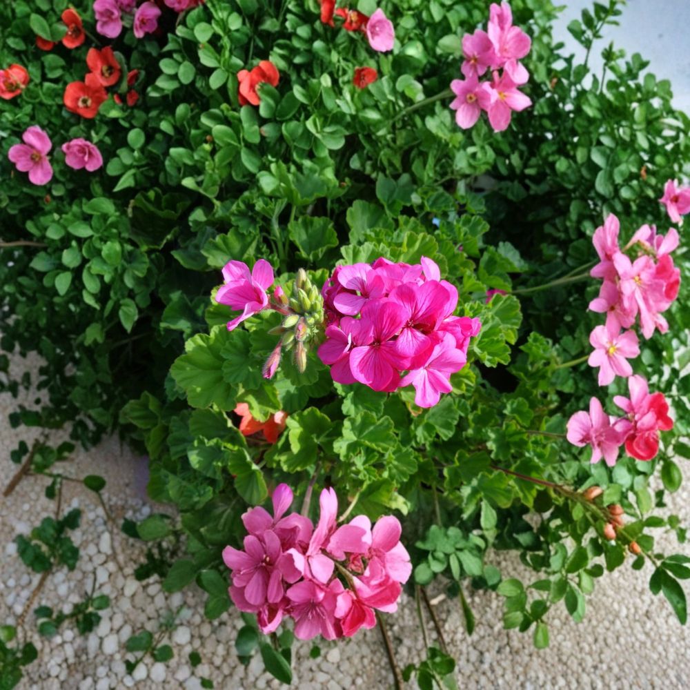 Hardy Pink Geranium Cuttings - 30 Unrooted 6 Inch Live Cuttings - Pelargonium - Fragrant Flowering Plants for Garden & Patio