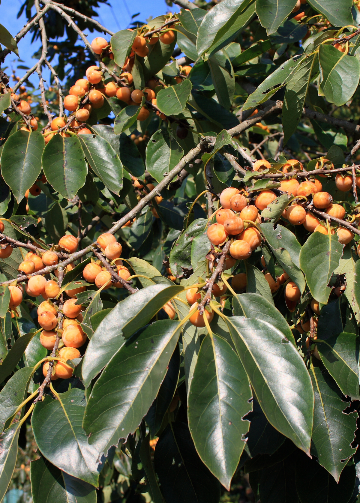 Lotus plum (Diospyros lotus)
