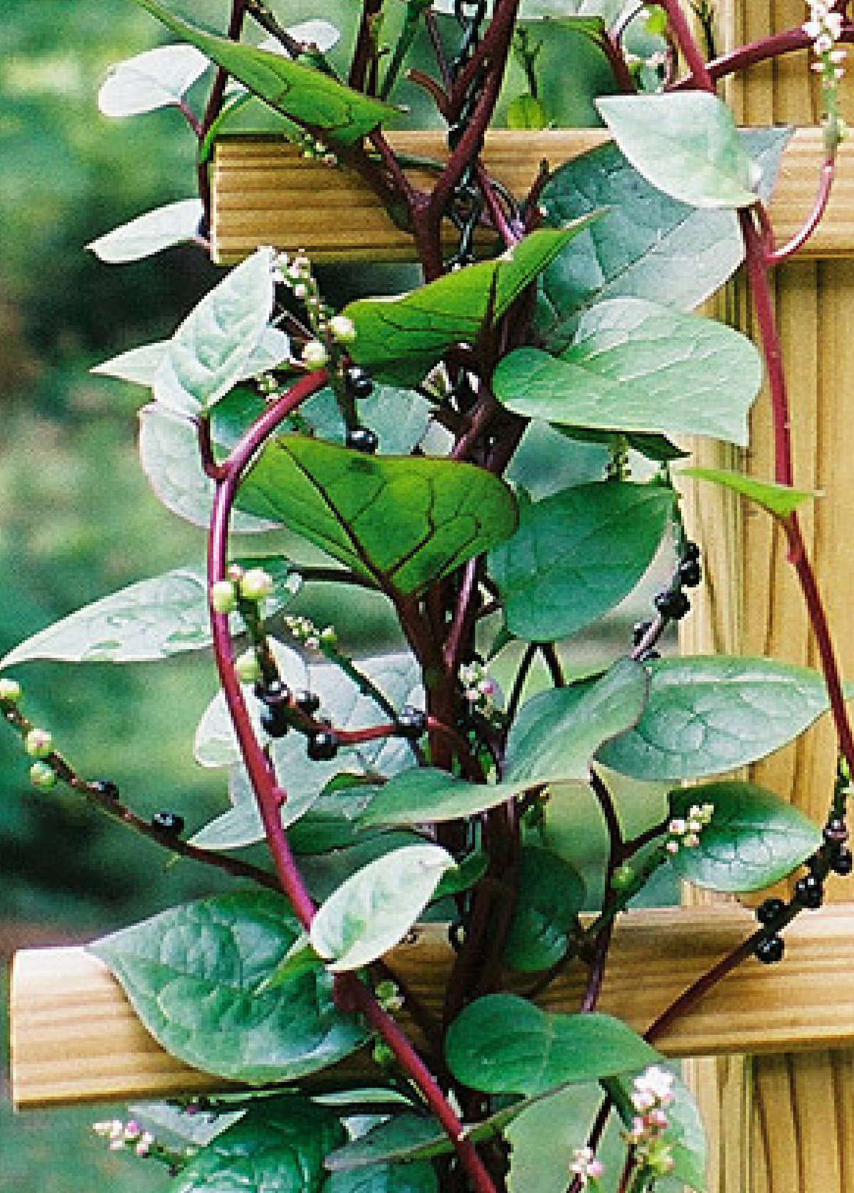 Malabar Spinach (Basella alba)