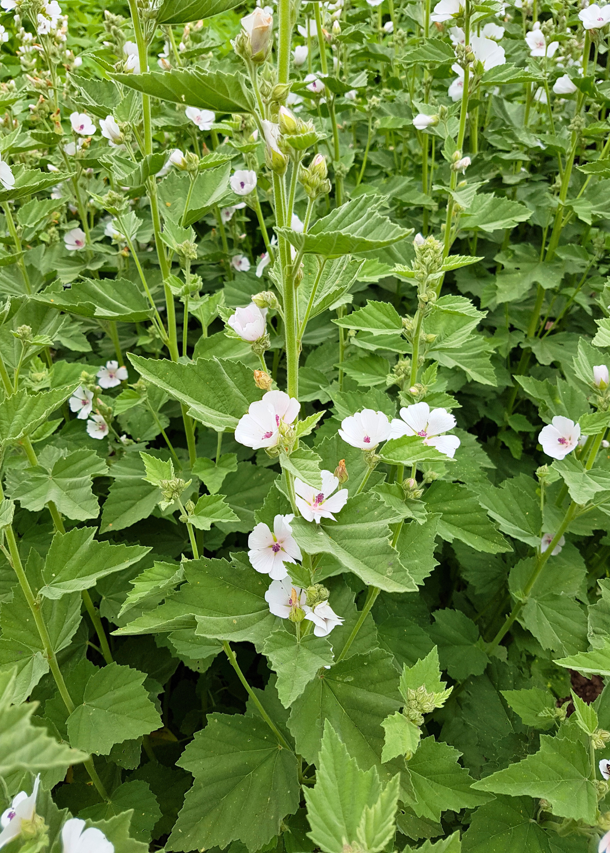 Marshmallow (Althaea officinalis)