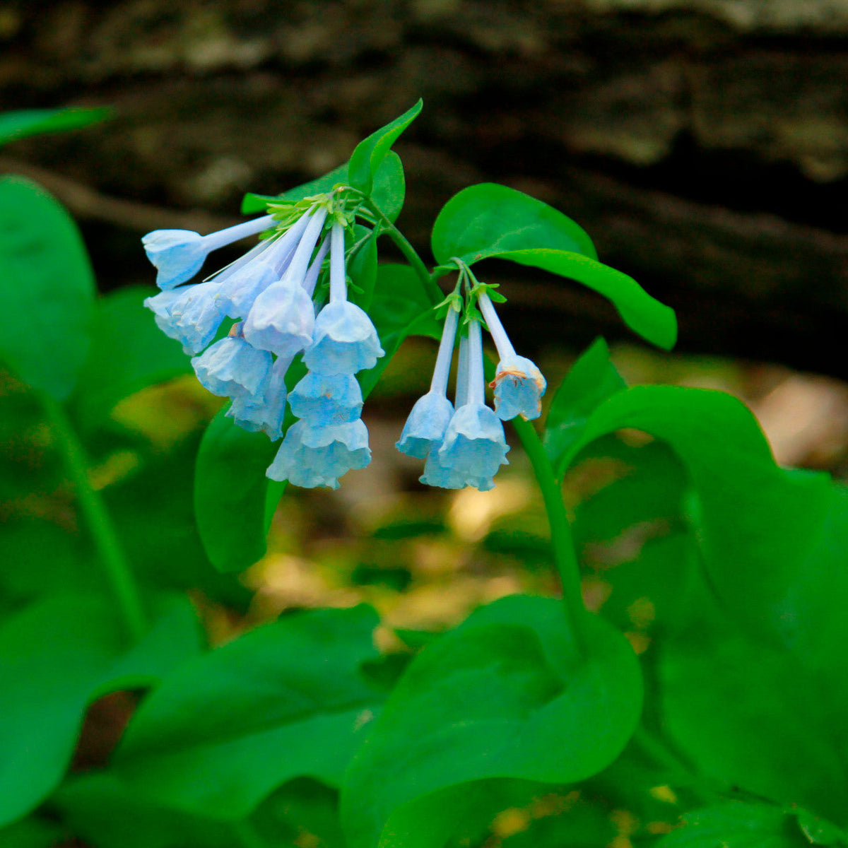 Virginia Bluebells Bulbs - 10 Bare-Root Mertensia virginica - Shade Perennial Wildflower - Early Spring Bloomer