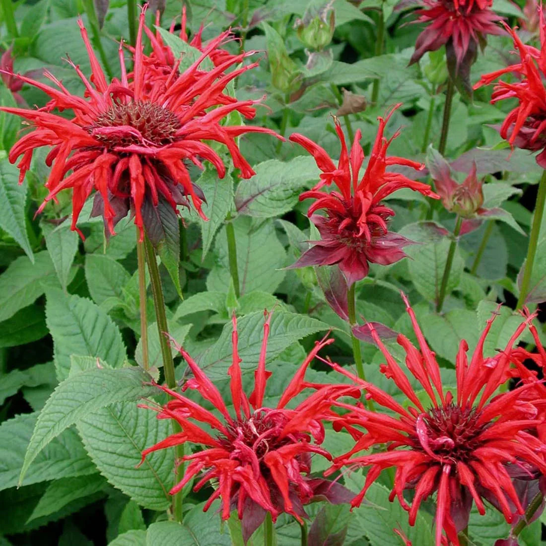 Live Bee Balm Plant 1 Pint Pot - Jacob Cline Monarda didyma - Red Perennial - Hummingbird Magnet, Pollinator Favorite