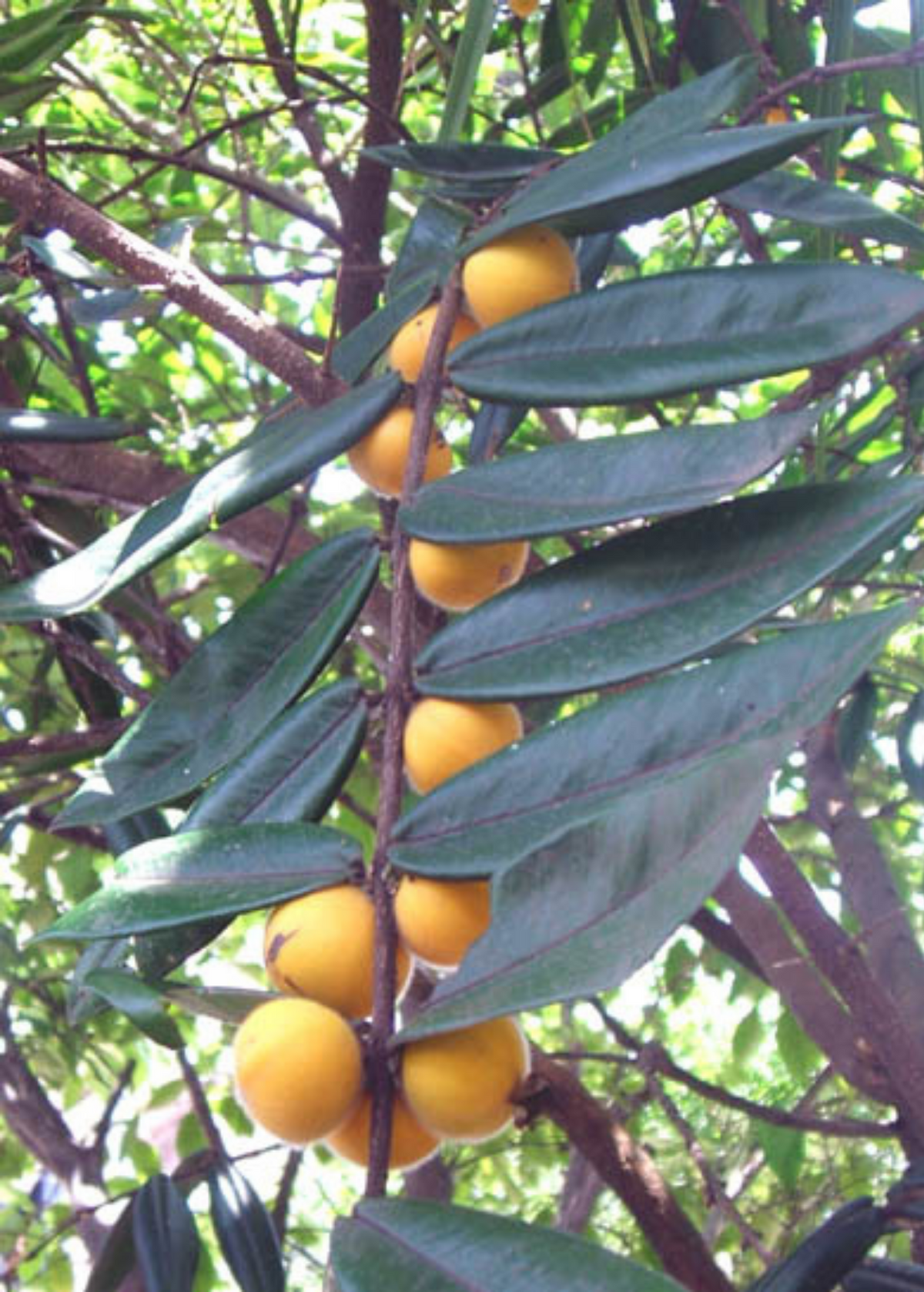 Yellow Jaboticaba (Myrciaria glazioviana cabeluda)