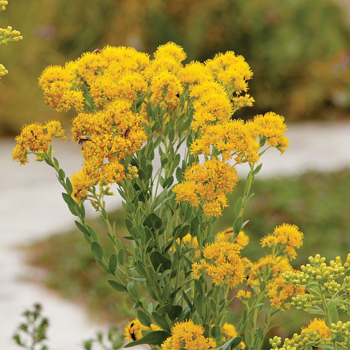 700 Stiff Goldenrod Seeds | Oligoneuron rigidum | Native Perennial Wildflower for Pollinators & Prairie Gardens