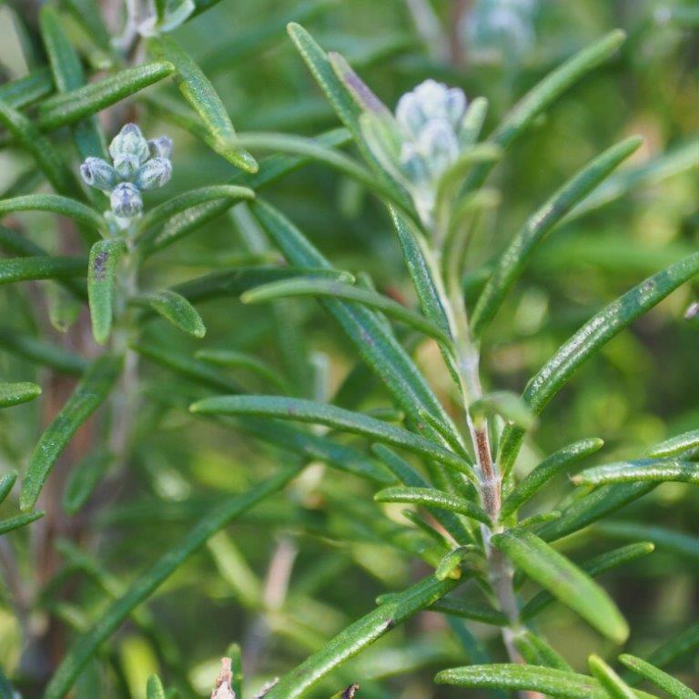 Organic Rosemary Cuttings 10” | Live Herb Plant Starter | Salvia Rosmarinus | Culinary, Medicinal, Aromatic