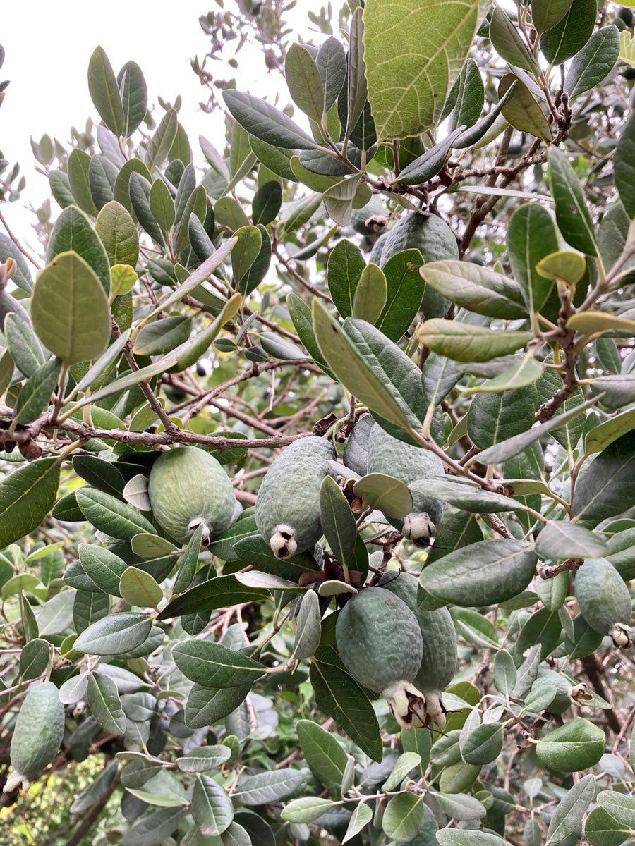 4 Pineapple Guava Cuttings - Feijoa sellowiana Live Unrooted Stems for Easy Propagation & Edible Landscaping