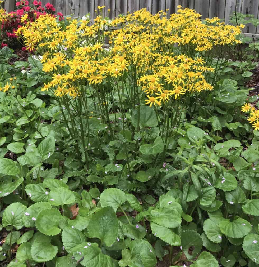 Packera Aurea Seeds (100) Golden Ragwort - Native Perennial Wildflower, Yellow Blooms, Shade & Pollinator Plant