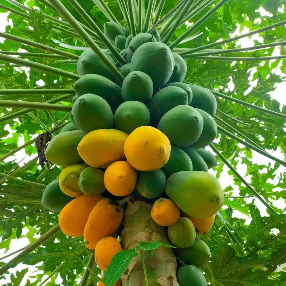 Dwarf Papaya Plant - Live Starter Plant - Red Lady Variety - Carica papaya ‘Red Lady’ - Self-Fertile, Fast Growing Tropical Fruit