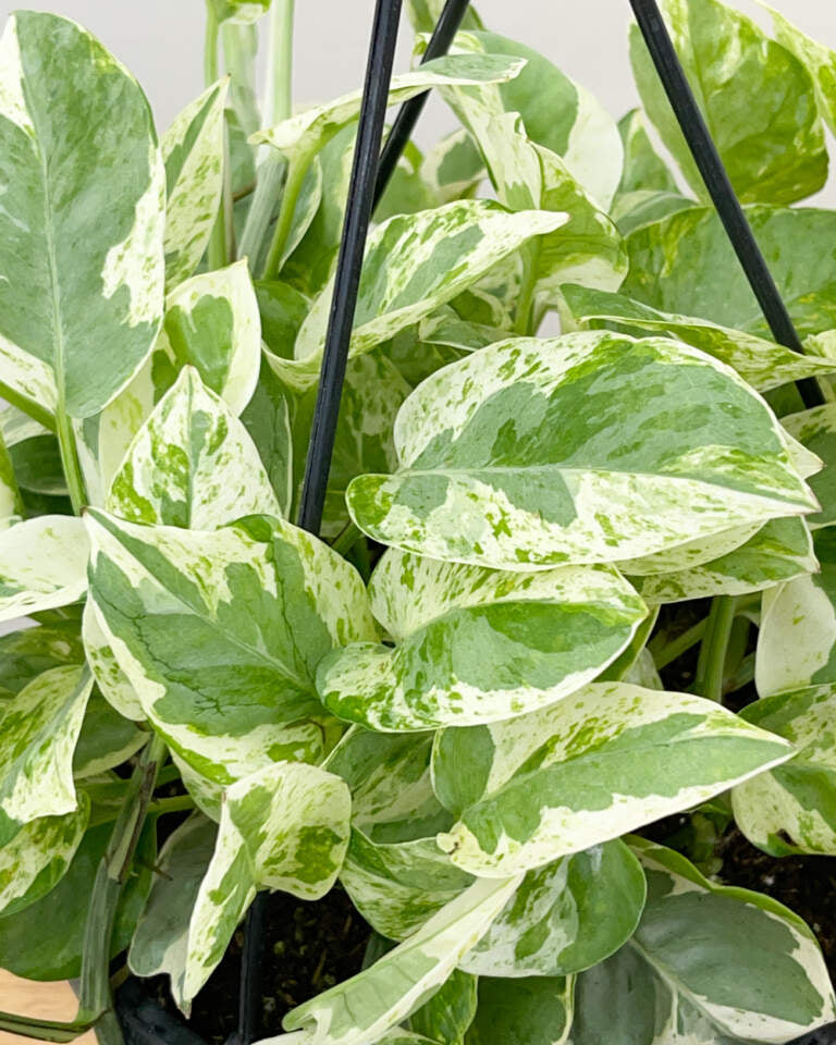 Pearls and Jade Pothos Plant | 2" Pot Indoor Variegated Vine | Epipremnum Aureum | Easy Care Houseplant Starter