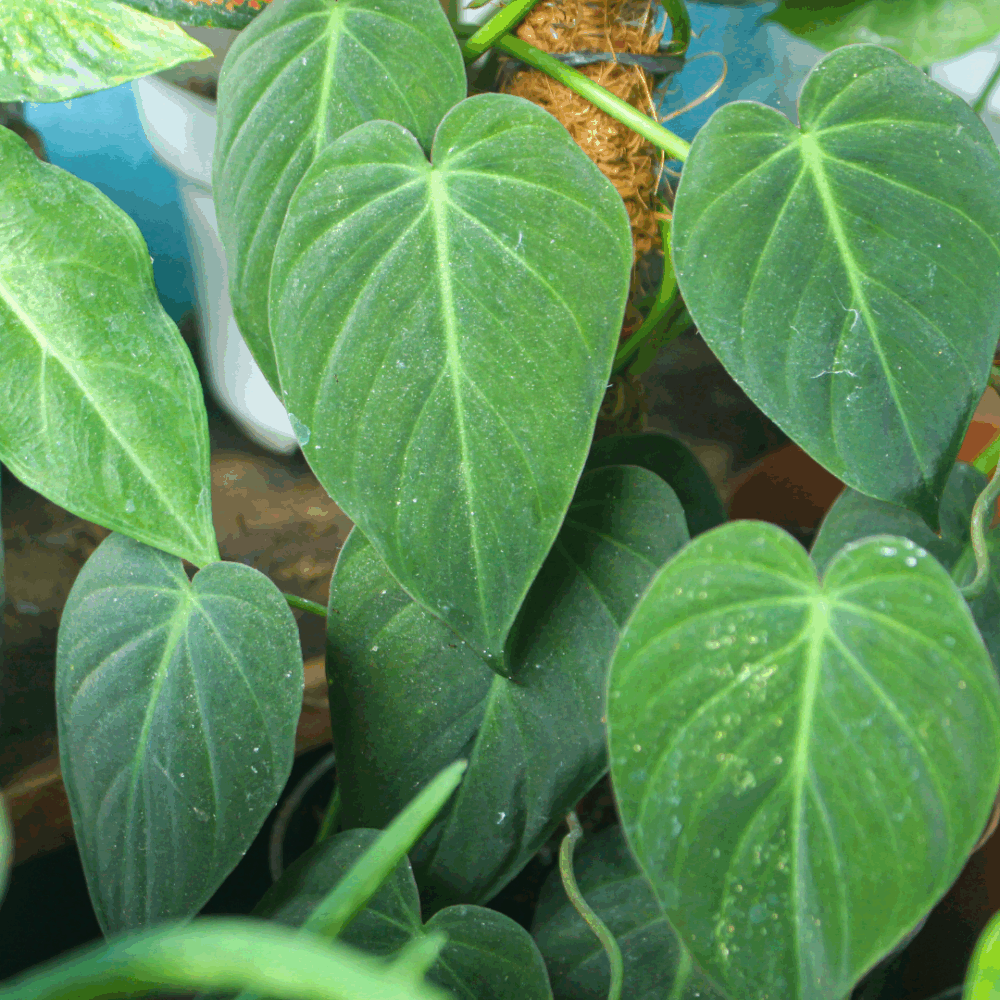 Philodendron Micans - Small Live House Plant, Velvet-Leaf Variety, Philodendron hederaceum, Bareroot Starter Plant