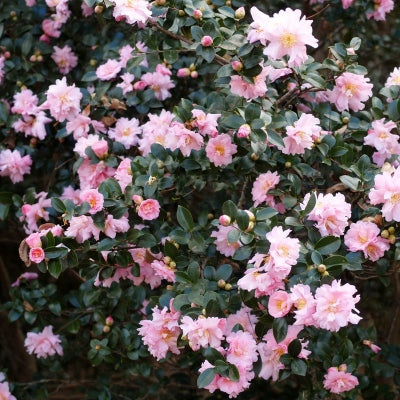 Live Bareroot Shrub - Pink Snow Camellia Sasanqua - Camellia sasanqua ‘Pink Snow’ - Evergreen with Fall-Winter Blooms