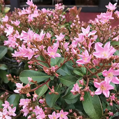 7 Indian Hawthorn Cuttings 6" Pink Dancer - Rhaphiolepis indica - Live Starter Stems for Hedges, Borders & Landscaping
