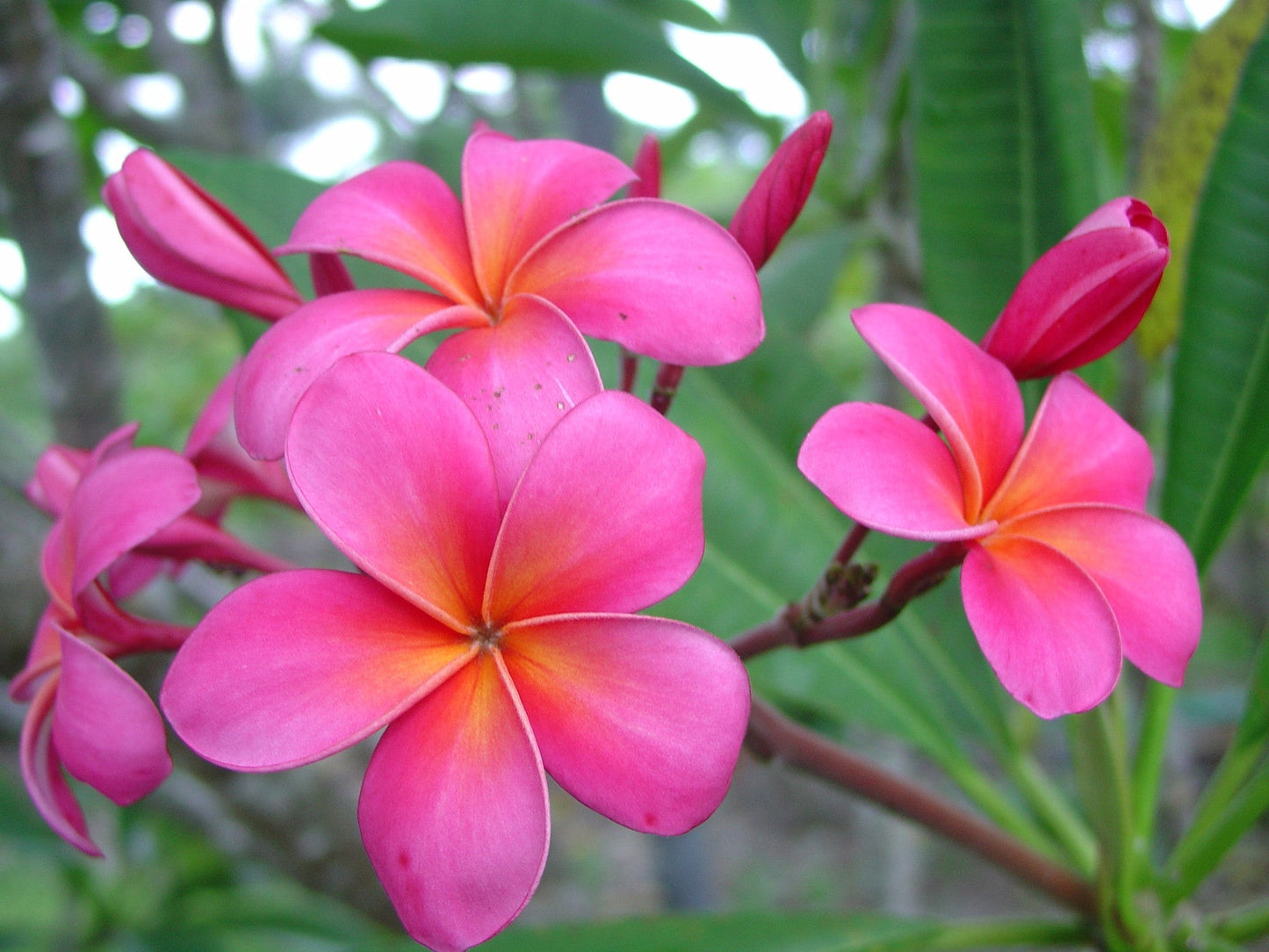 Pink Plumeria Cutting | 10" Double Head Unrooted Starter | Fragrant Tropical Flower Tree | Plumeria rubra