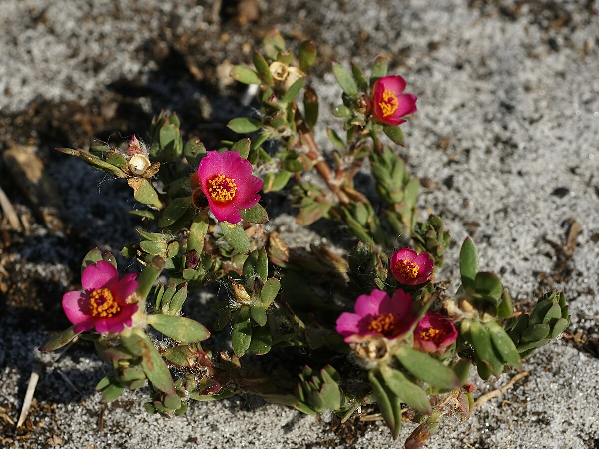 Live Bare Root Paraguayan Purslane Plant - Portulaca amilis, Kiss Me Quick, Moss Rose, Hardy Succulent Ground Cover Flower