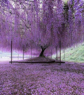 10 Unrooted Purple Wisteria Cuttings | Hardy Flowering Vine for Trellis, Fence, Pergola | Wisteria sinensis