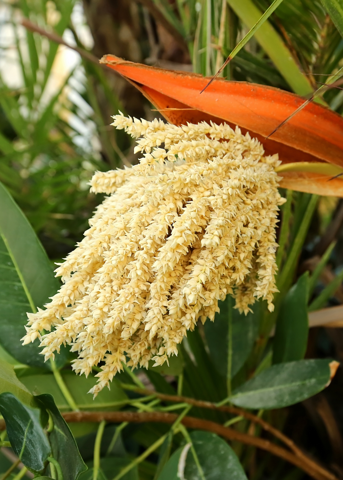 Pygmy Date Palm (Phoenix roebelenii)