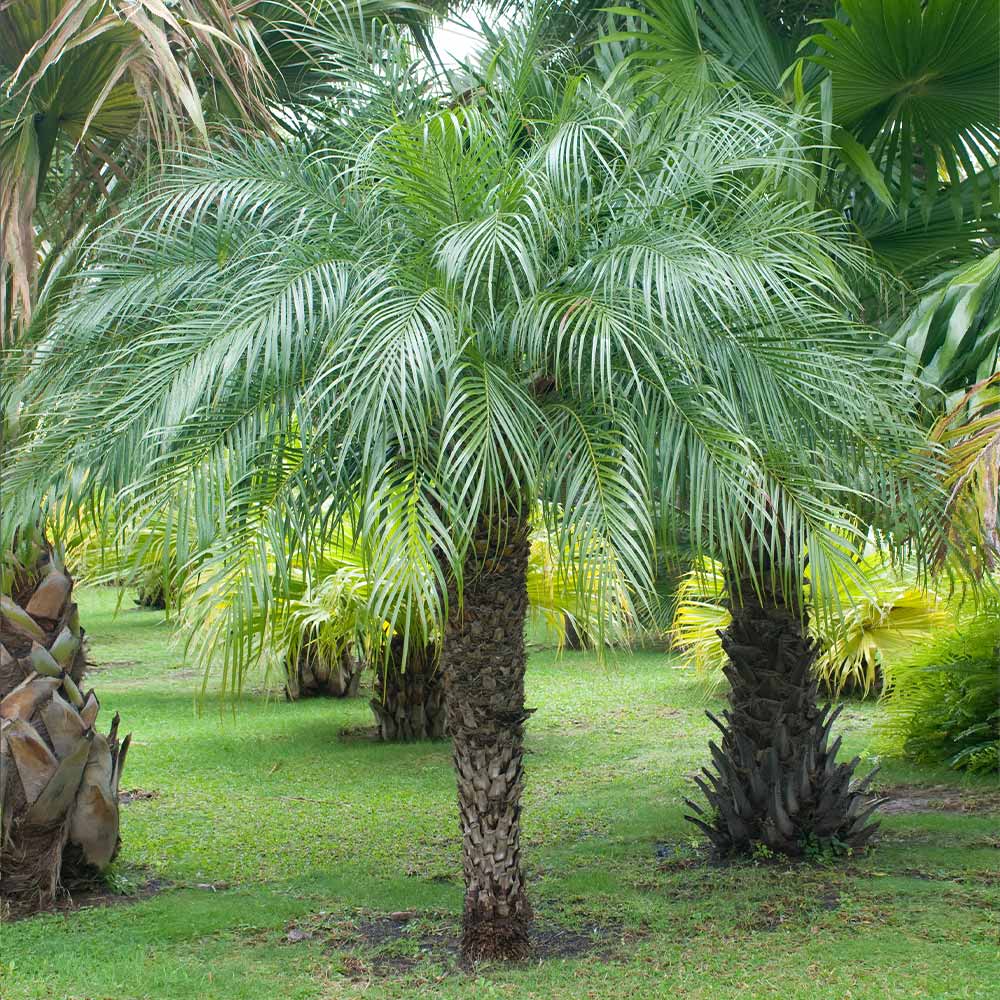 5 Pygmy Date Palm Seedlings 3β5" | Phoenix roebelenii | Dwarf Palm for Indoor/Outdoor Tropical Landscape