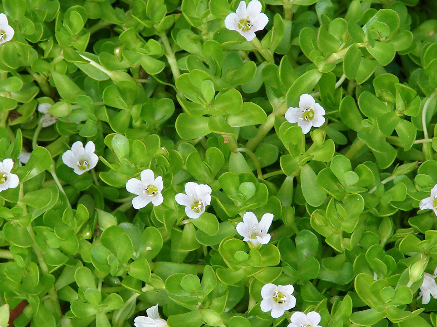 15 Live Bacopa monnieri Plants, Brahmi, Rau Đắng, Water Hyssop | Bareroot Medicinal Herb for Aquariums & Wetland Gardens