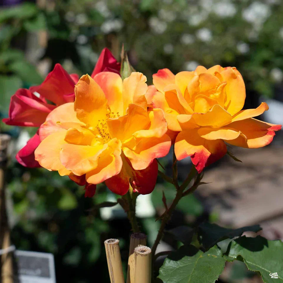 Joseph's Coat Climbing Rose Cuttings - 3 Unrooted Fresh Cuttings, Colorful Blooms, Rosa ‘Joseph’s Coat’ for Propagation