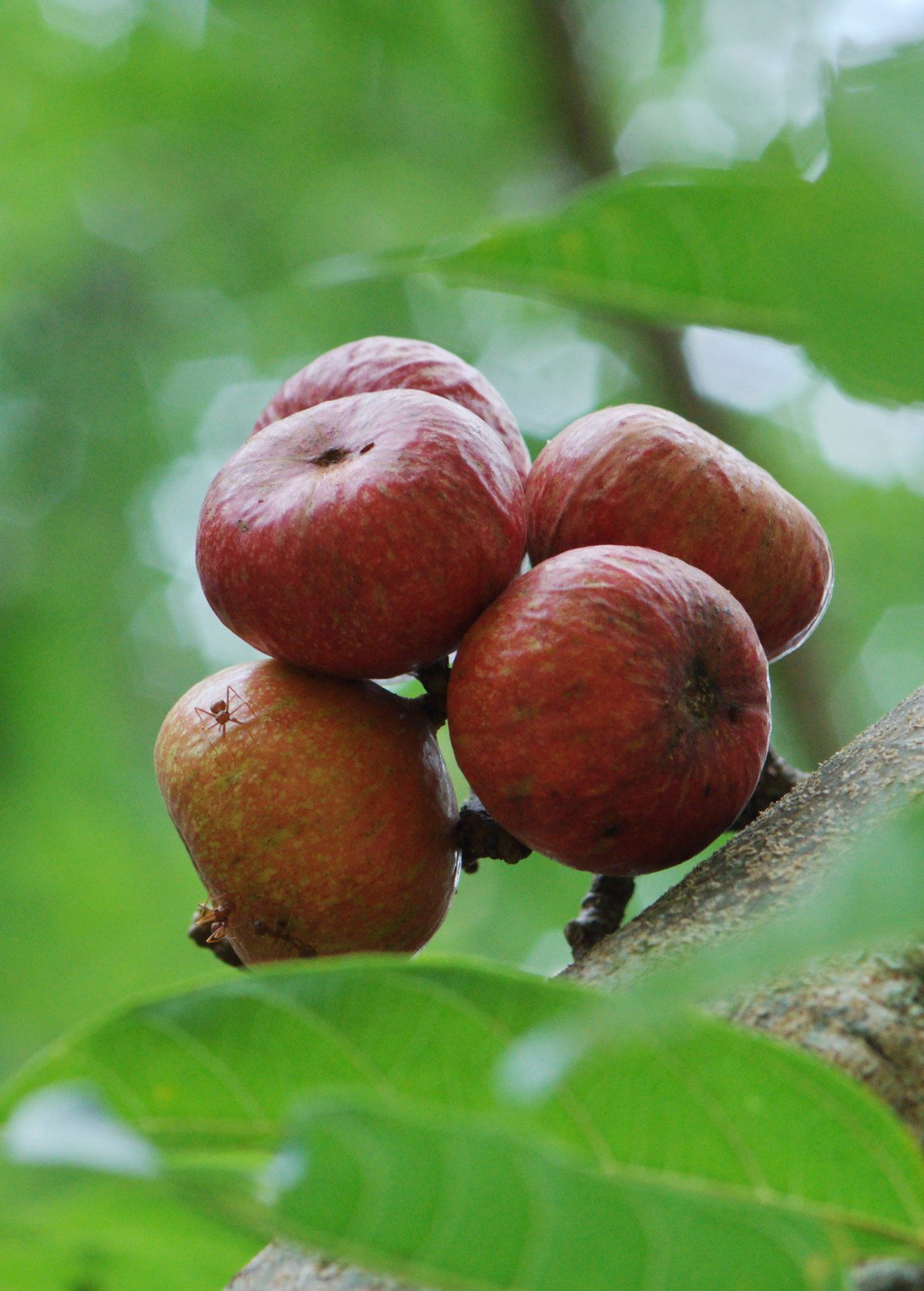 Fig 'Royal Vineyard' (Ficus carica)