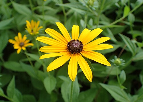 3 Bare Root Black-Eyed Susan Plants | Bright Yellow Flowers | Rudbeckia hirta | Perennial Wildflower | Pollinator-Friendly