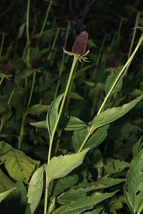 Rudbeckia occidentalis Seeds | 75 Western Coneflower | Native Perennial Wildflower | Pollinator-Friendly Prairie Plant