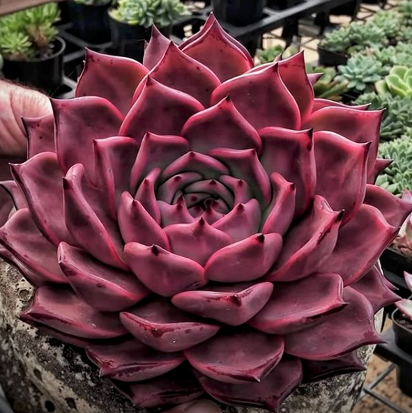 Echeveria Agavoides ‘Romeo Rubin’ 2” Rare Red Succulent Plant | Live Bare Root | Easy Care Indoor Outdoor Echeveria