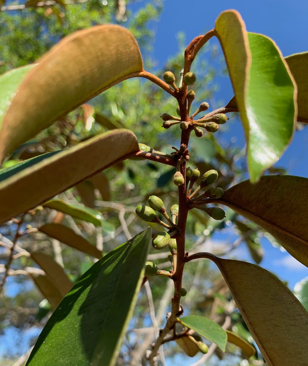 Caimitito, Satin Leaf (Chrysophyllum oliviforme)
